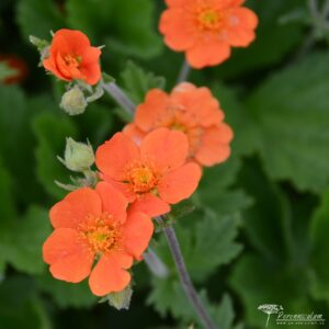 Geum coccineum borissii