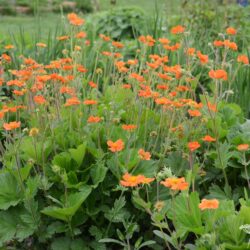 Geum coccineum borissii