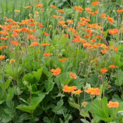 Geum coccineum borissii