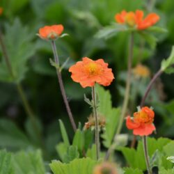 Geum coccineum borissii