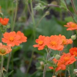 Geum coccineum borissii