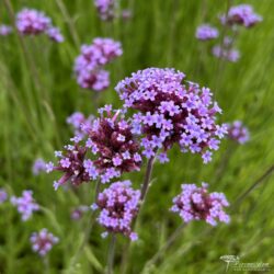 Verbena bonariensis Verbena bonariensis