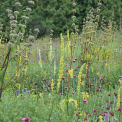 Phlomis tuberosa