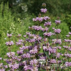 Phlomoides tuberosa Phlomoides tuberosa