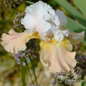 Iris barbata Champagne Elegans