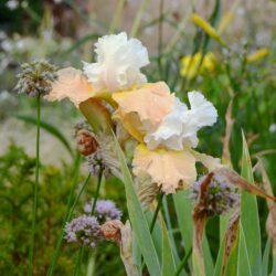 Iris barbata Champagne Elegans