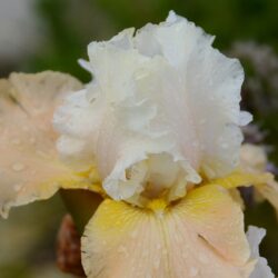 Iris barbata Champagne Elegans