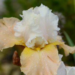Iris barbata Champagne Elegans
