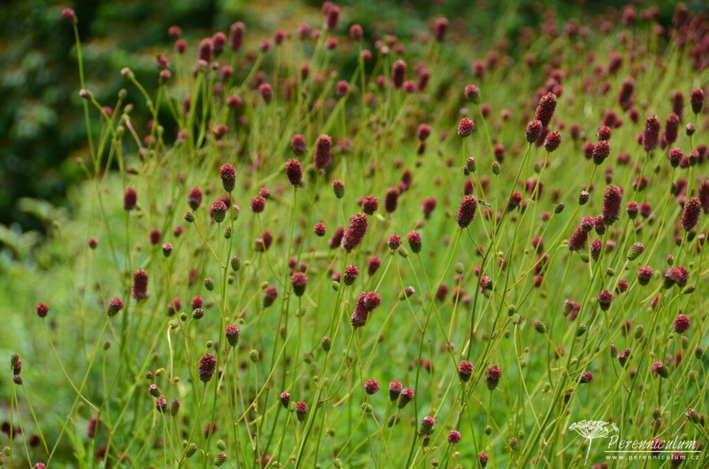 Sanguisorba (krvavec) - Trvalka sezóny 2026 6 Sanguisorba Crimson Queen