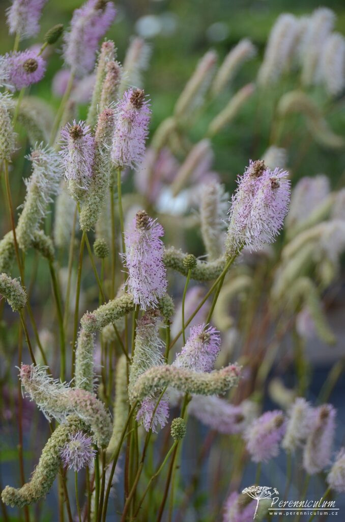 Sanguisorba hakusanensis Pink Brushes