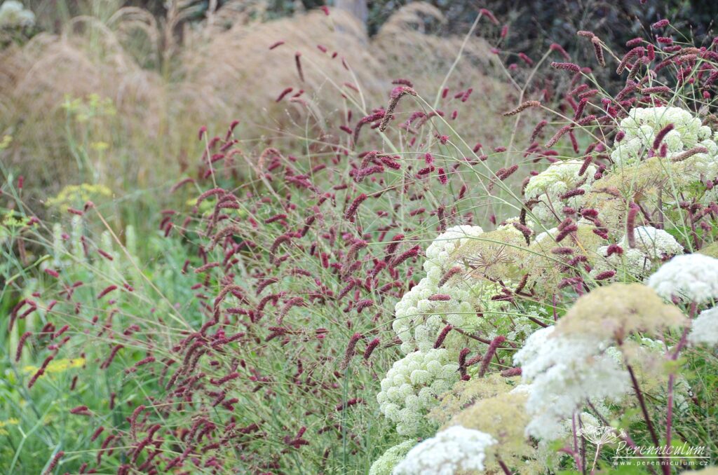 Sanguisorba (krvavec) - Trvalka sezóny 2026 5 Sanguisorba hybrida Scapino