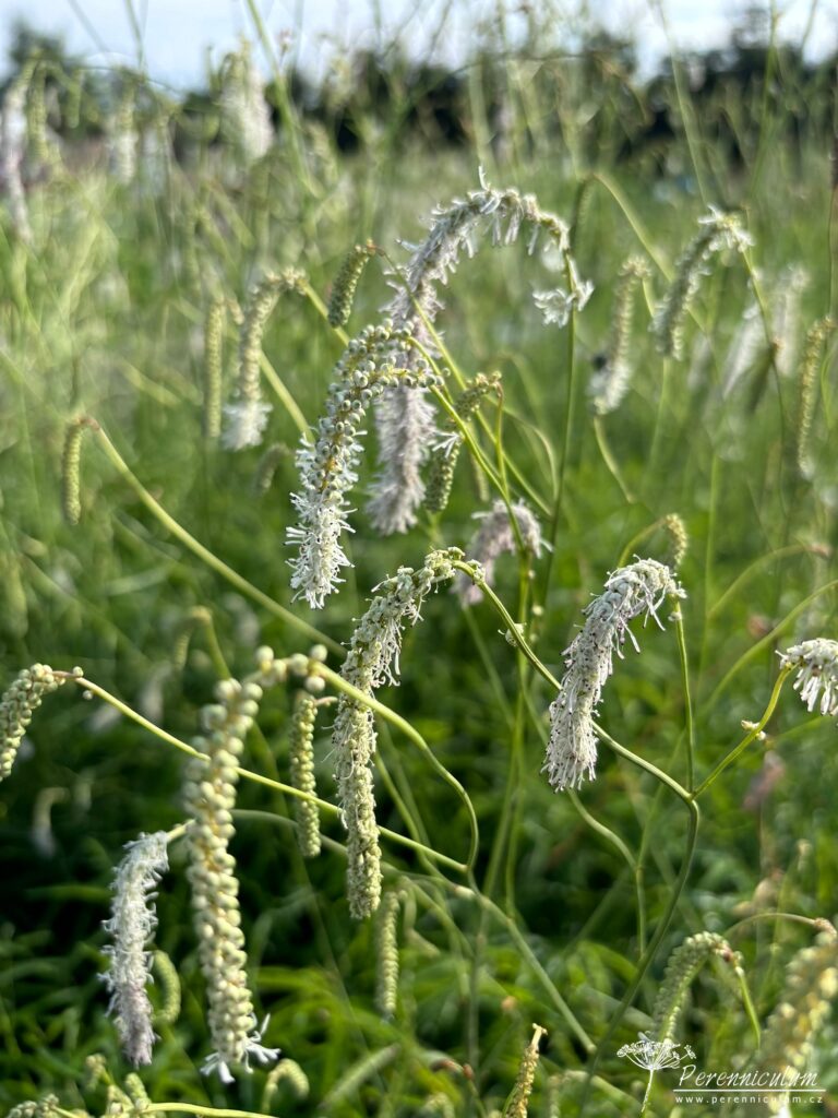Sanguisorba (krvavec) - Trvalka sezóny 2026 3 Sanguisorba tenuifolia Alba 02