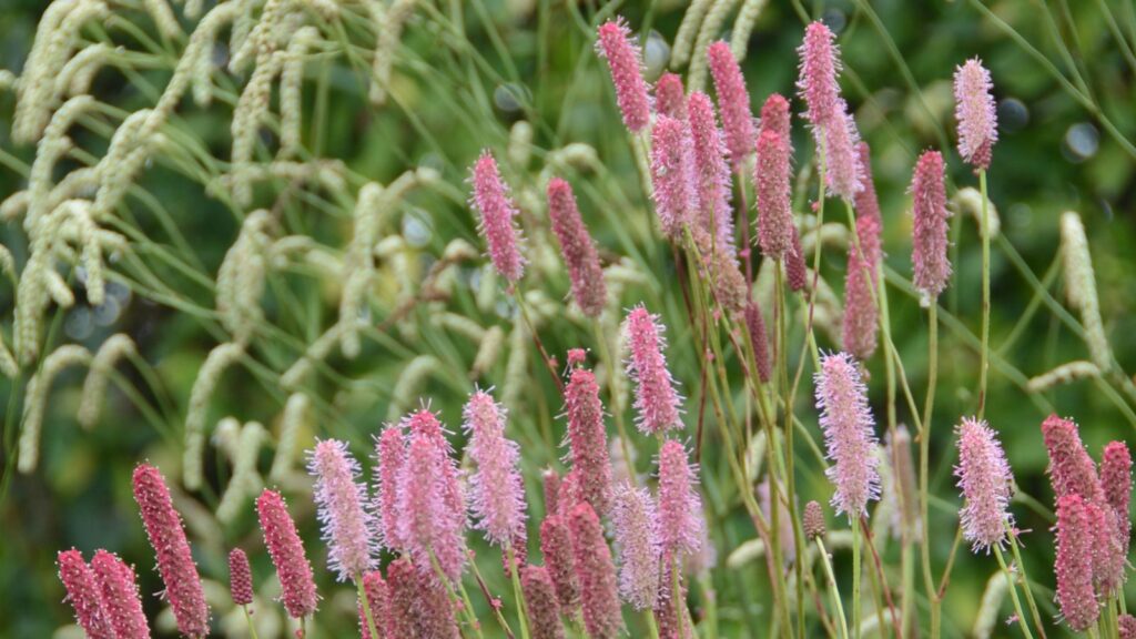 sanguisorba trvalka sezony 1