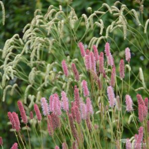 sanguisorba trvalka sezony