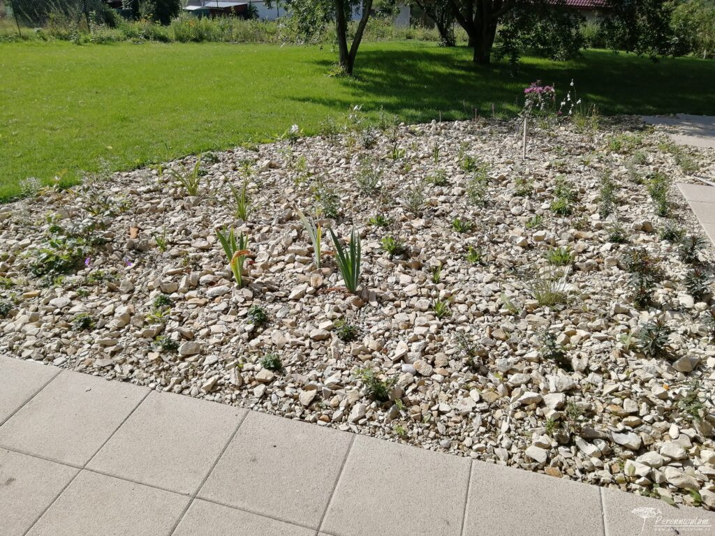 Založení trvalkového záhonu: jak navrhnout a vysadit záhon, který funguje dlouhodobě 6 trvalkovy zahon po vysadbe mulcovani