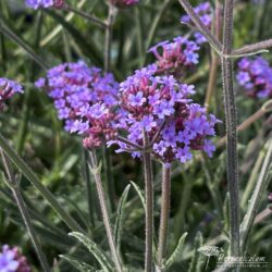 Verbena bonariensis Verbena bonariensis