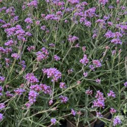 Verbena bonariensis Lollipop