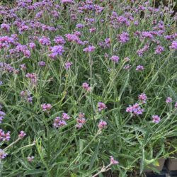 Verbena bonariensis Lollipop