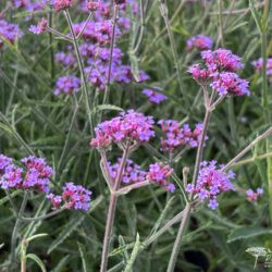 Verbena bonariensis Lollipop