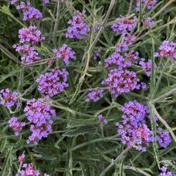 Verbena bonariensis Lollipop