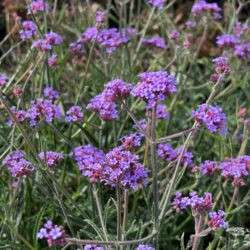 Verbena bonariensis Lollipop