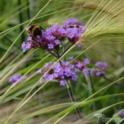 Verbena bonariensis