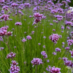 Verbena bonariensis