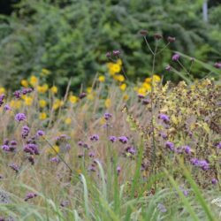 Verbena bonariensis