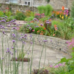 Verbena bonariensis