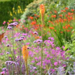 Verbena bonariensis