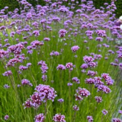 Verbena bonariensis