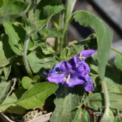 Campanula glomerata Campanula glomerata