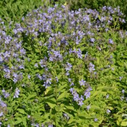Campanula lactiflora Prichards Variety