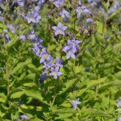 Campanula lactiflora Prichards Variety