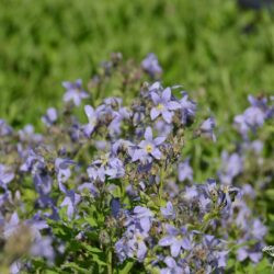 Campanula lactiflora Prichards Variety