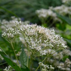 Eutrochium fistulosum Eutrochium fistulosum