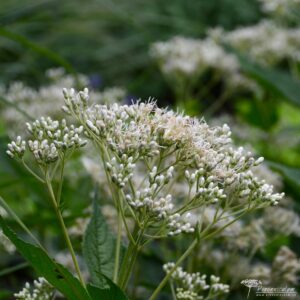 Eupatorium fistulosum Album