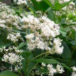 Eupatorium fistulosum Album