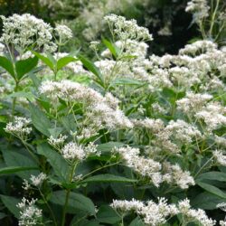 Eupatorium fistulosum Album