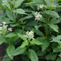 Eupatorium fistulosum Album