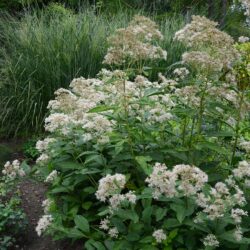 Eupatorium fistulosum Album