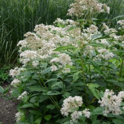 Eupatorium fistulosum Album