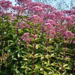 Eupatorium maculatum Atropurpureum