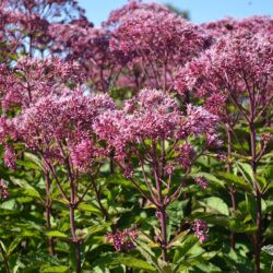 Eupatorium maculatum Atropurpureum
