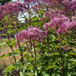 Eupatorium maculatum Atropurpureum
