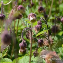 Geum rivale Geum rivale