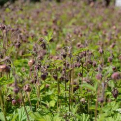 Geum rivale