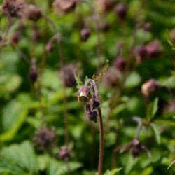 Geum rivale