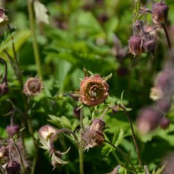 Geum rivale