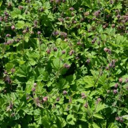 Geum rivale